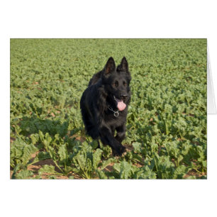 Chien noir
