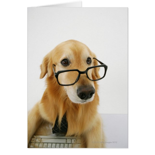 Chien portant cravate et lunettes assis sur la cha (Devant)