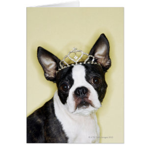 Chien portant Tiara