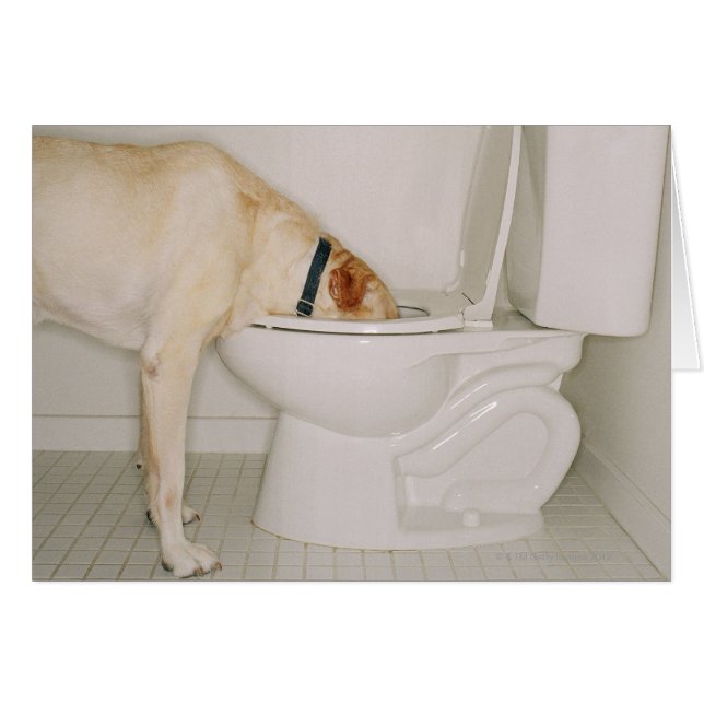 Chien qui boit hors des toilettes (Devant horizontal)