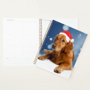 Chien Retriever doré Noël Chapeau de Père Noël Nei