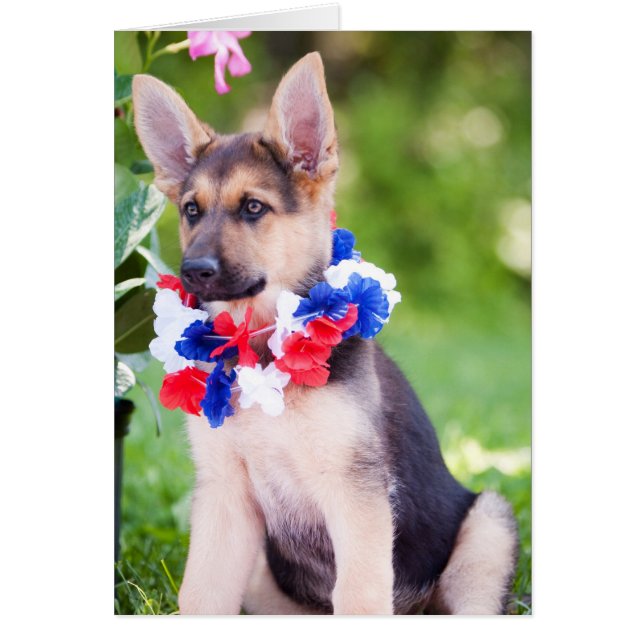 Chien "Rilie " de délivrance (Devant)