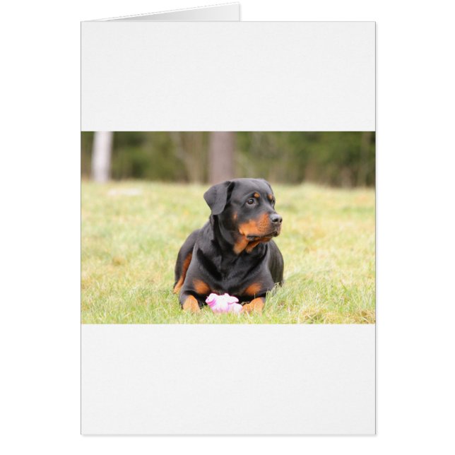 Chien Rottweiler (Devant)