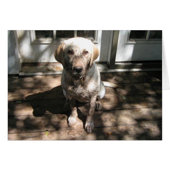 Chien sale (Devant horizontal)