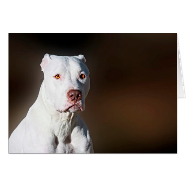 Chien Secouru blanc américain Pitbull Terrier (Devant horizontal)