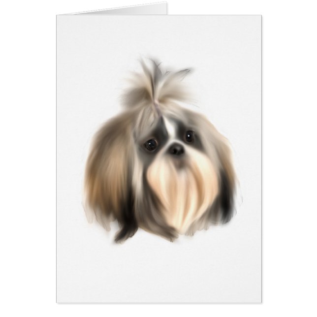 Chien ShihTzu (Devant)