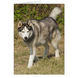 Chien sibérien Husky