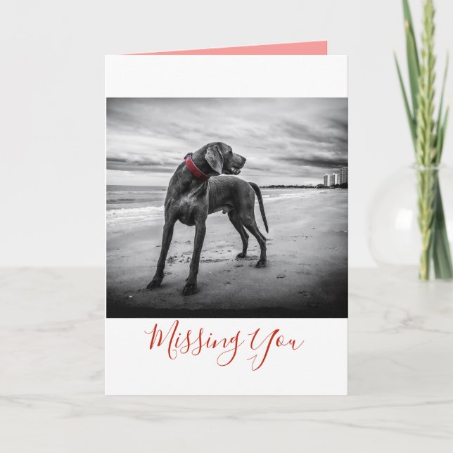 Chien sur carte noire/blanche de plage de la photo (Devant)