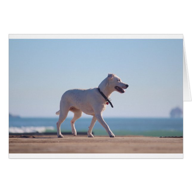 Chien sur la plage (Devant horizontal)