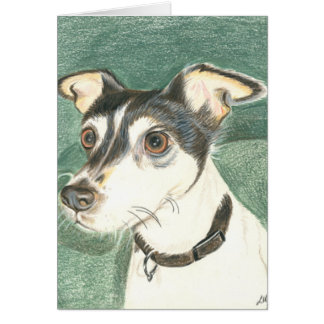 Chien terrier de renard de Chelsea