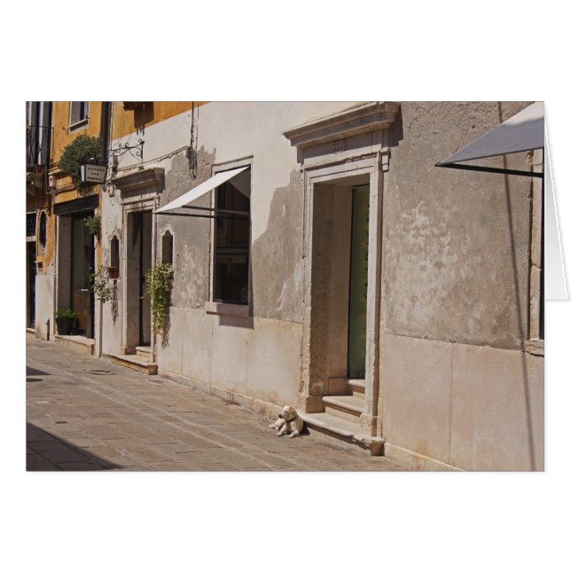 Chien vénitien (Devant horizontal)