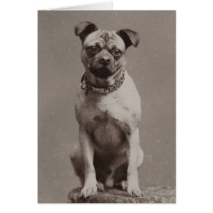 Chien vintage