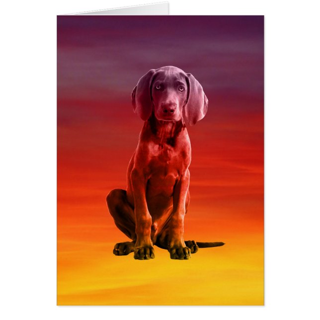 Chien Weimaraner Assis Sur La Plage (Devant)