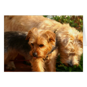 Chiens