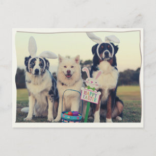 Chiens amusants Bonne carte postale de Pâques