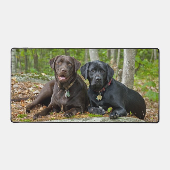 Chiens Chiens Marionnettes Black Lab Chocolat Labr (Recto)