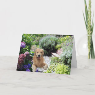 Chiens d'arrêt d'or Caine dans la carte de jardin