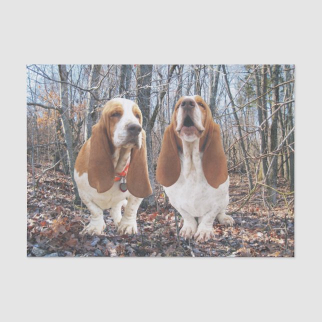 Chiens de basset dans le papier de soie de soie en (Recto)