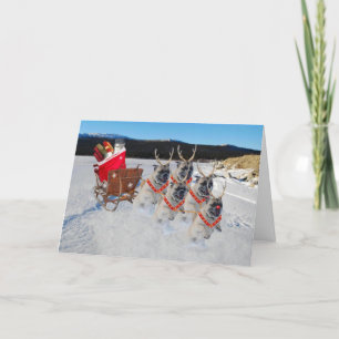 Chiens de Carlin de Noël tirant une carte de vacan