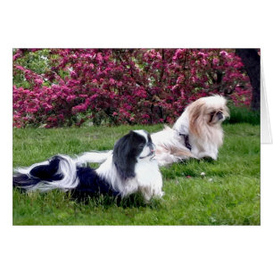 Chiens de Pékin Parti-Color
