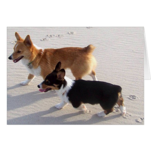 Chiens de plage (Devant horizontal)