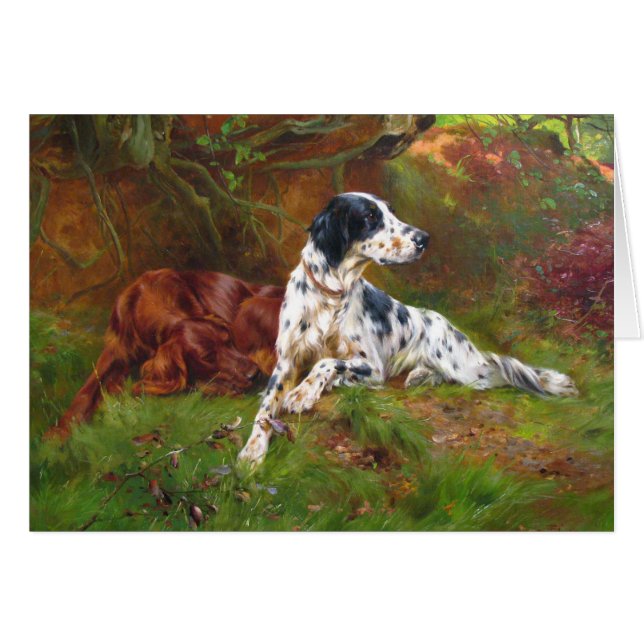 Chiens de poseur anglais et irlandais de cru -, (Devant horizontal)