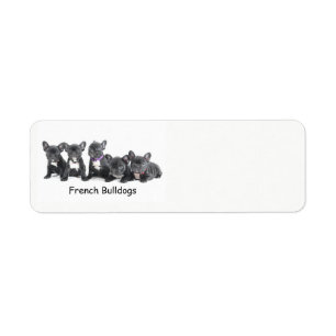 Chiens de taureau français mignons