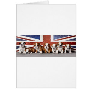 Chiens de taureaux anglais