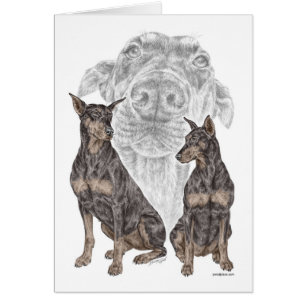 Chiens noirs Doberman