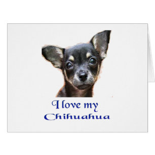 Chihuahua