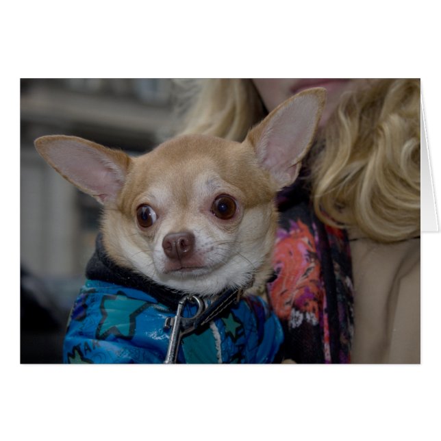 Chihuahua (Front Horizontal)