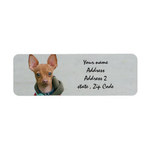 Chihuahua