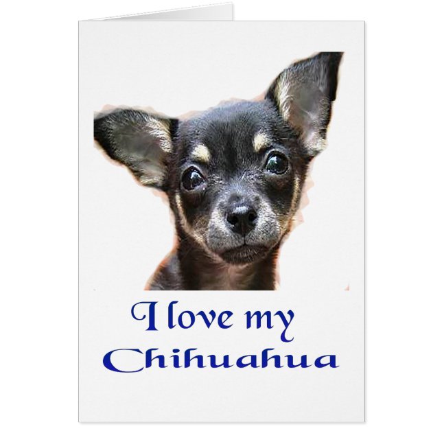 chihuahua (Front)
