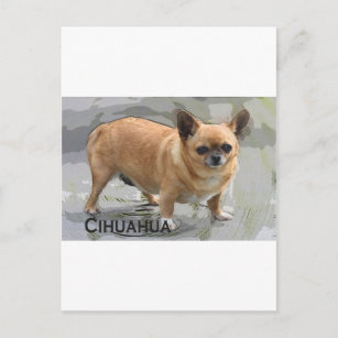 Chihuahua   チワワ  чихуахуа צ'יוואווה postcard