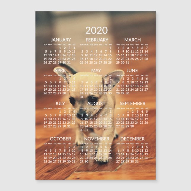 Chihuahua 2020 Calendar Photo Magnetic Card 5x7 (Front)