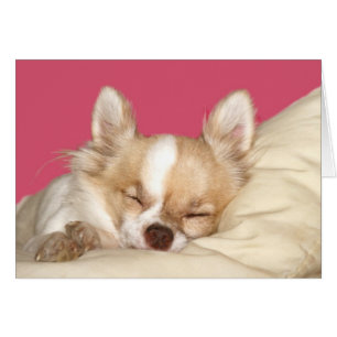 Chihuahua aux cheveux longs