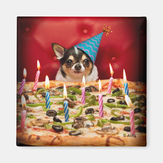 Chihuahua Birthday Pizza Pie Magnet (Front)