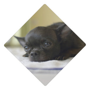 chihuahua black graduation cap topper