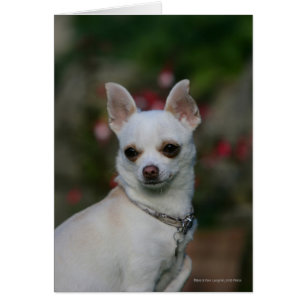 Chihuahua blanc