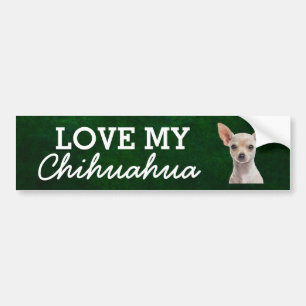 Chihuahua bumper sticker