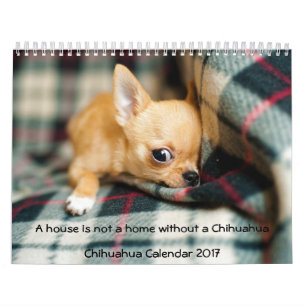 Chihuahua Calendar 2017 Photo House Is Not A Home