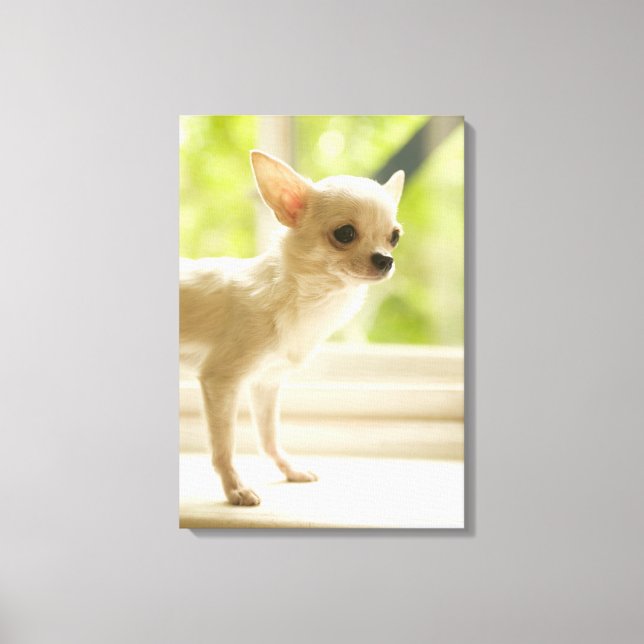 Chihuahua Canvas Print (Front)