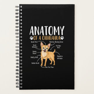 Chihuahua Chien anatomie