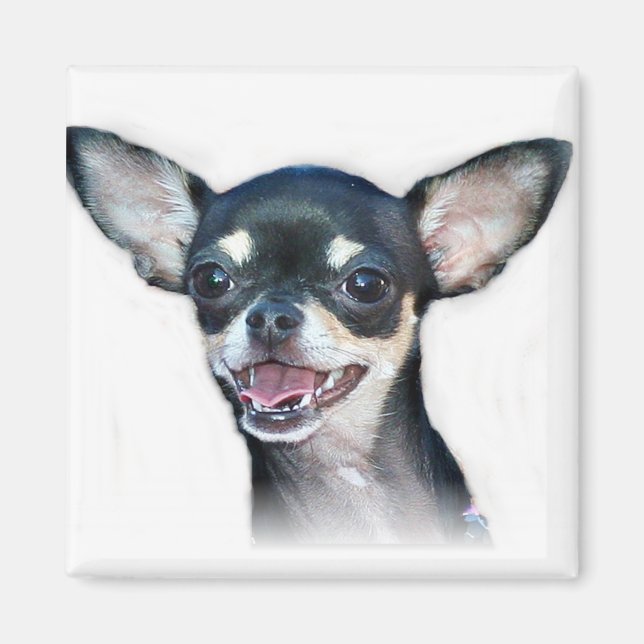 Chihuahua chien Magnet (Devant)