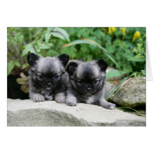 Chihuahua Chiuppies