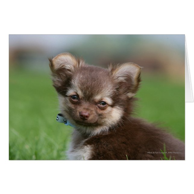 Chihuahua Chiuppy regardant la caméra (Devant horizontal)