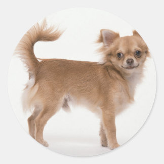 Chihuahua Classic Round Sticker
