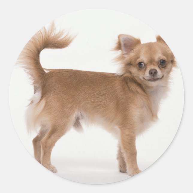 Chihuahua Classic Round Sticker (Front)