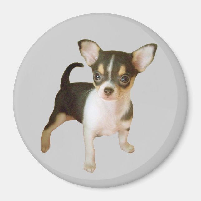 Chihuahua Cutie Magnet (Front)