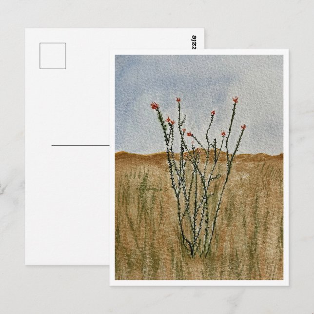 Chihuahua Desert Ocotillo Postcard (Front/Back)